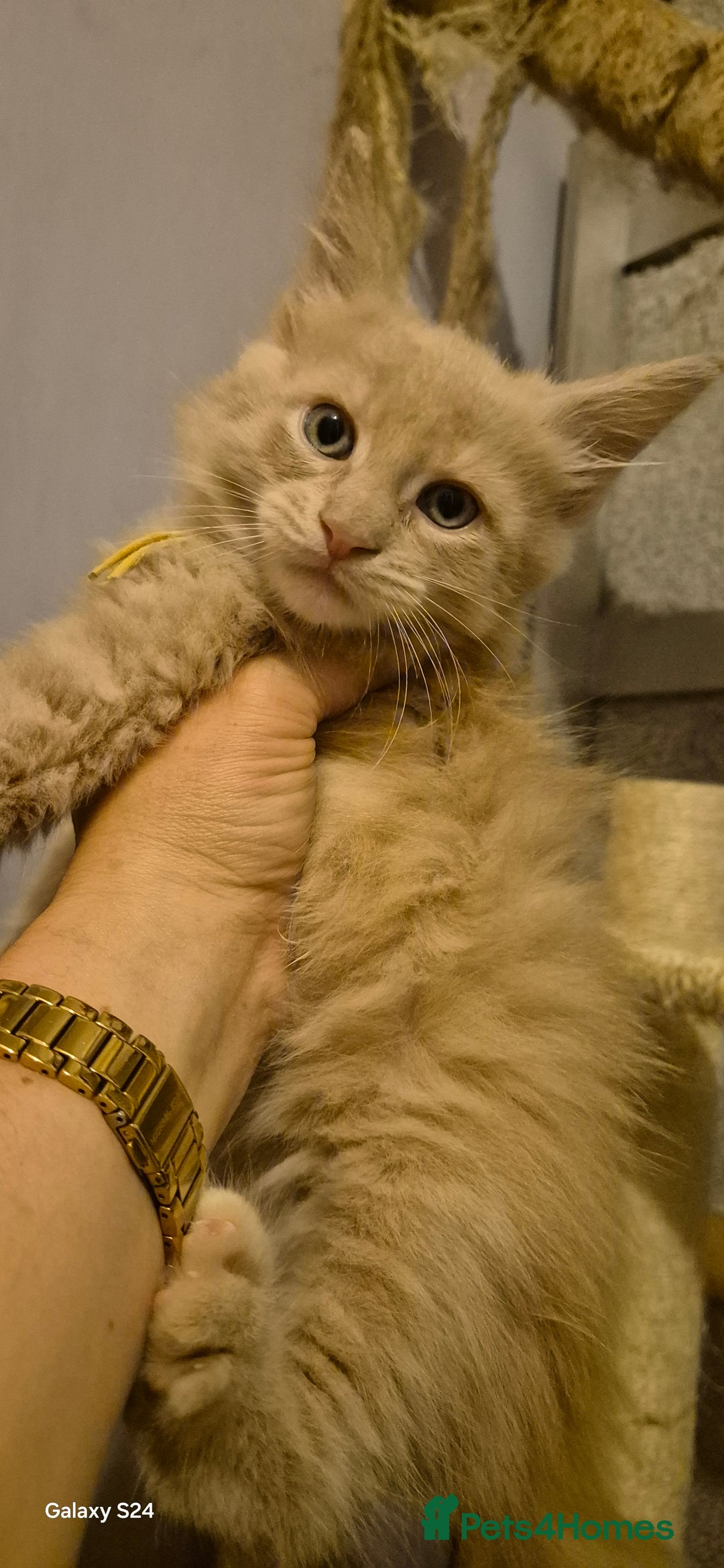 Maine Coon cats for sale: Maine Coon kittens Glasgow  - Image 8