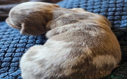 Dachshund dogs for sale: Isabella Dapple Dachshund Puppies - Advert 4