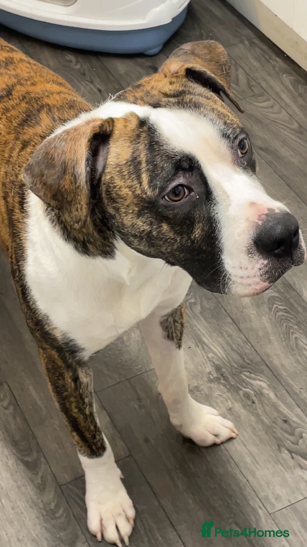 Mixed Breed dogs for sale: Bruno  - Advert 4