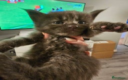 Maine Coon cats for sale: Mainecoon kittens - Image 3