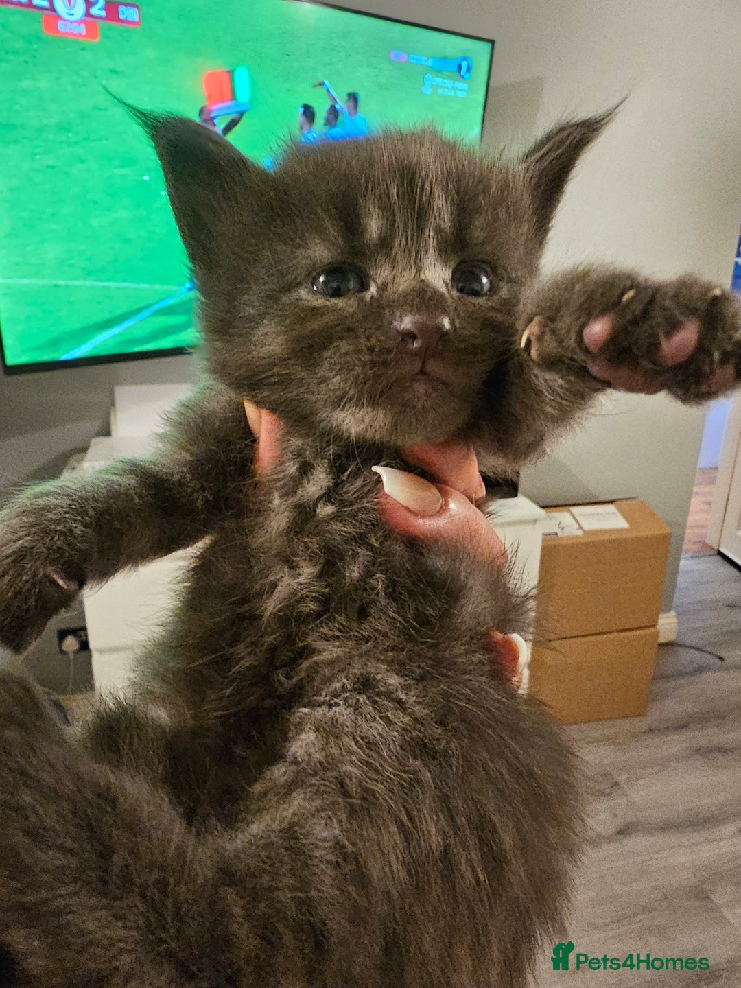 Maine Coon cats for sale: Mainecoon kittens - Image 3