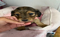 Miniature Dachshund dogs for sale: English Cream Mini Long Haired Dachshund  - Image 9