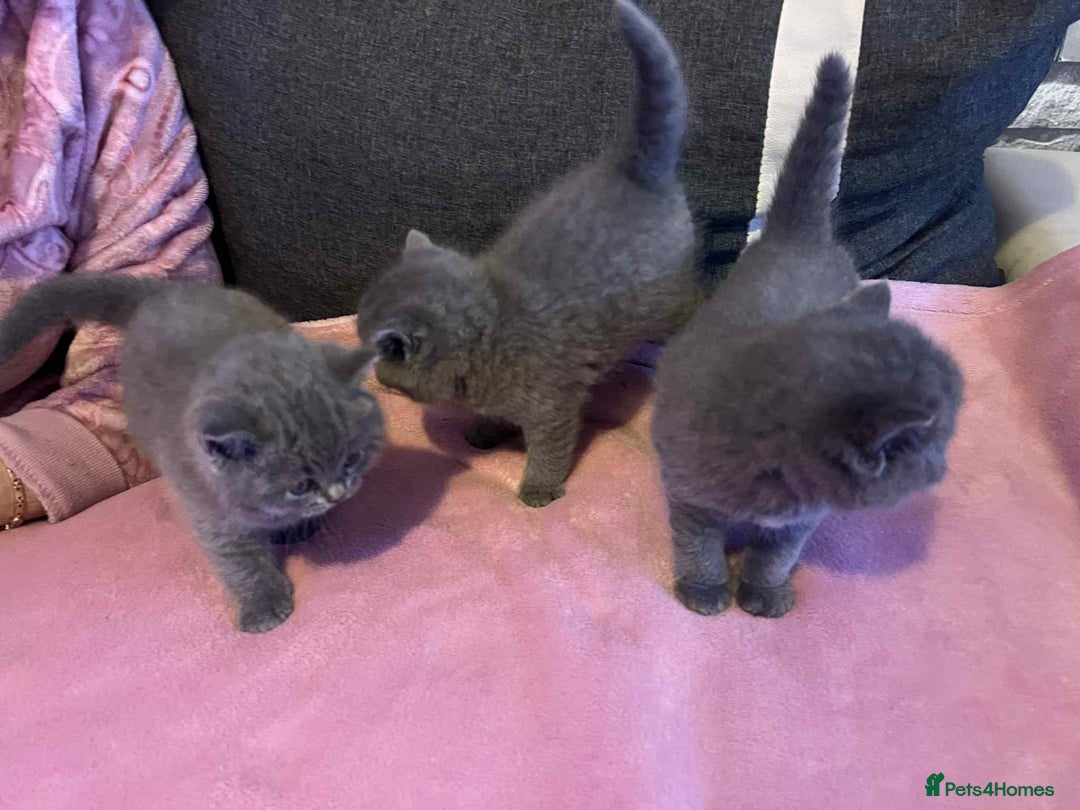 British Shorthair cats for sale: 3 Adorable BRITISH SHORTHAIR!!!!  - Advert 11