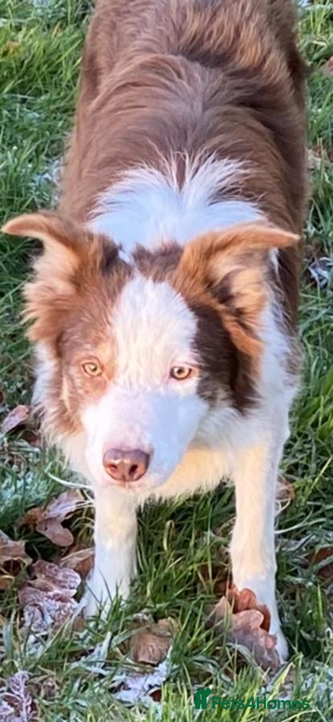 Border Collie dogs for sale: Quality Red, White & Gold Border Collie Pups - Advert 4