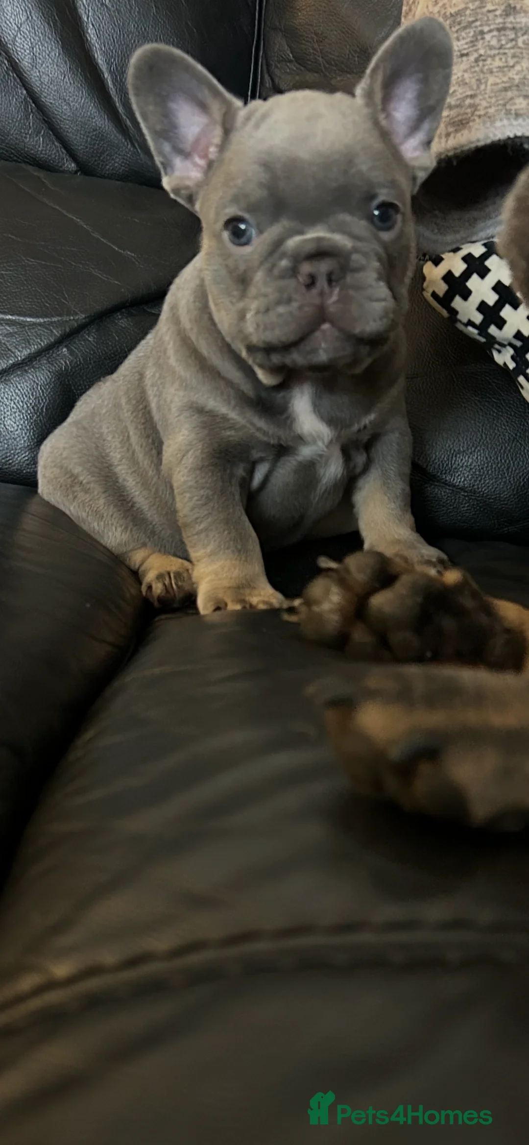 French Bulldog dogs for sale: Playful snuggly Puppies  - Advert 2