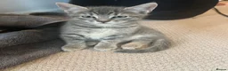 Mixed Breed cats for sale: Russian Blue cross  - Advert 2