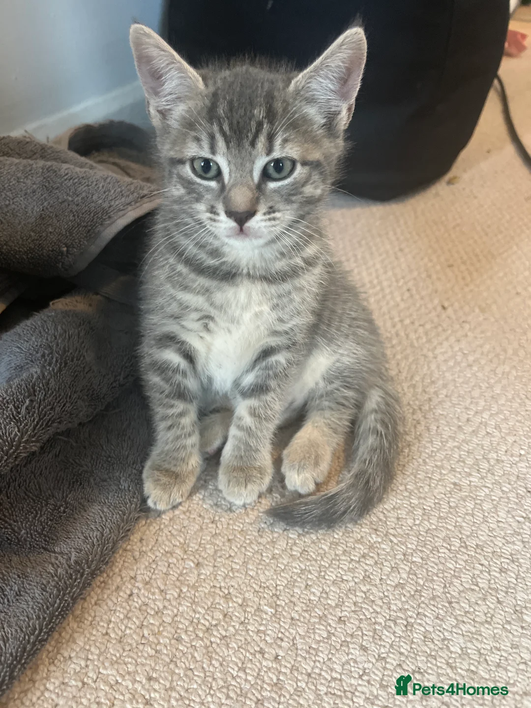 Mixed Breed cats for sale: Russian Blue cross  - Advert 2