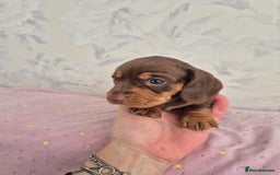 Dachshund dogs for sale: Miniature dachshund puppies PRA CLR - Image 30
