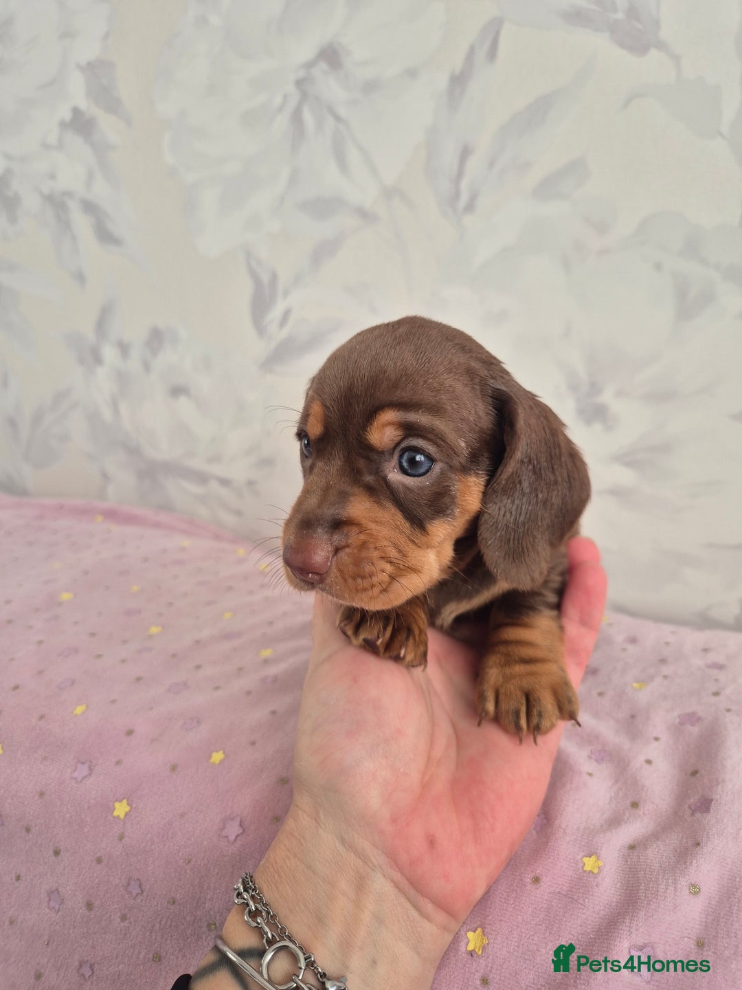 Dachshund dogs for sale: Miniature dachshund puppies PRA CLR - Image 30