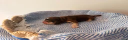Cocker Spaniel dogs for sale: Outstanding KC registered Cocker Spaniel Puppies  - Advert 22