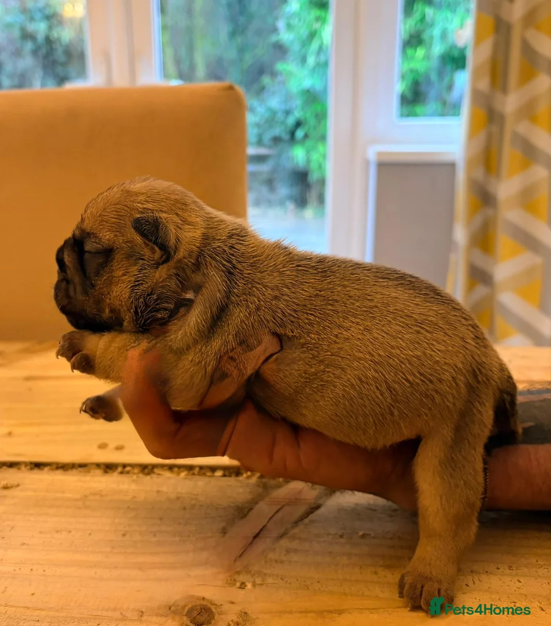 English Bulldog dogs for sale: Bulldog puppies  - Advert 19