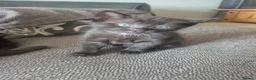 Domestic Shorthair cats for sale: Beautiful Black Tabby Kittens - Advert 9