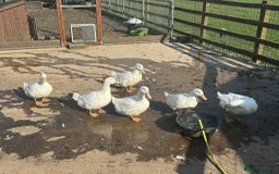Ducks poultry for sale: Female cherry valley Ducks  - Image 1