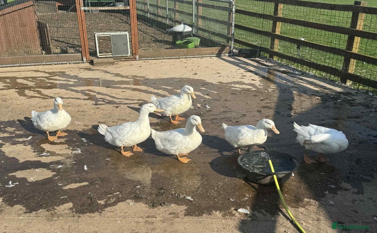 Ducks poultry - Advert 5