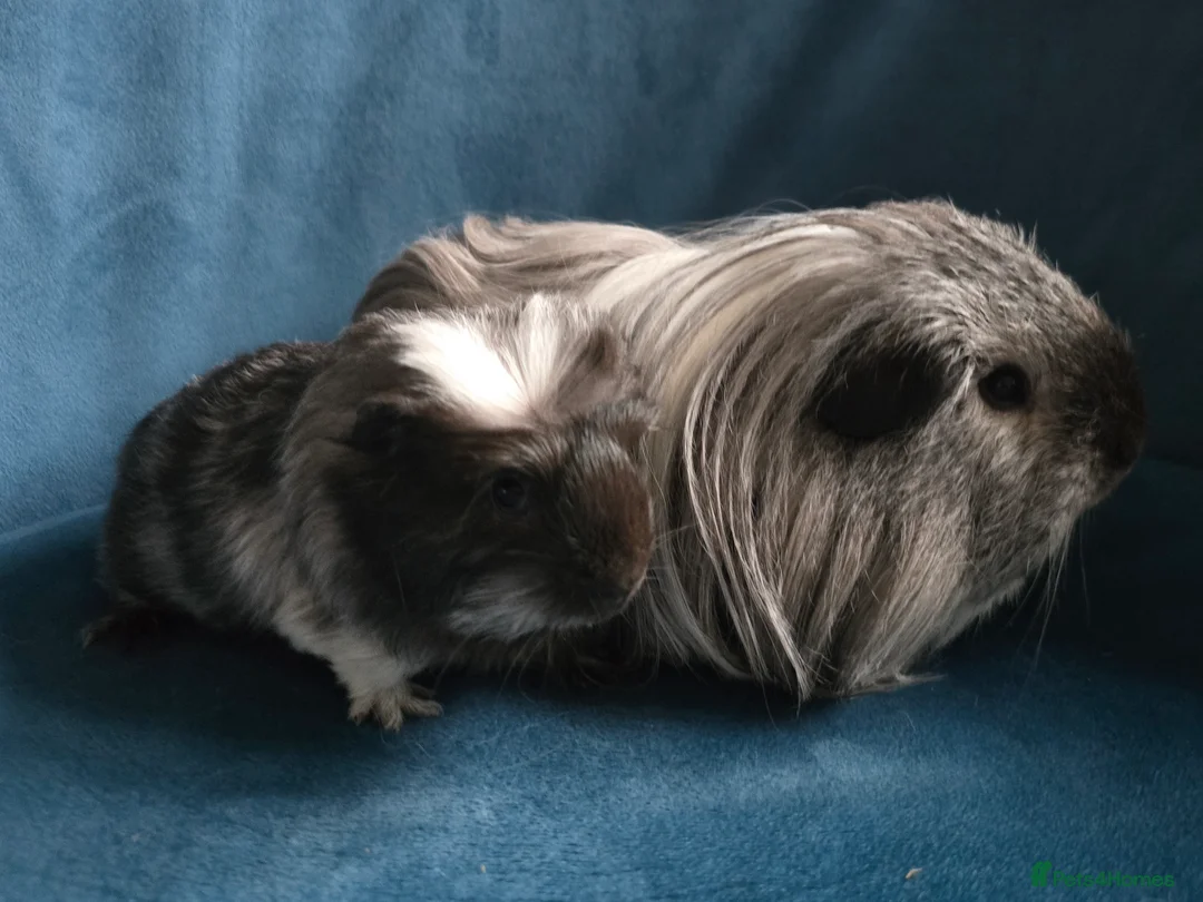 Guinea Pig rodents for sale: Father&son long haired swiss californian - Advert 1