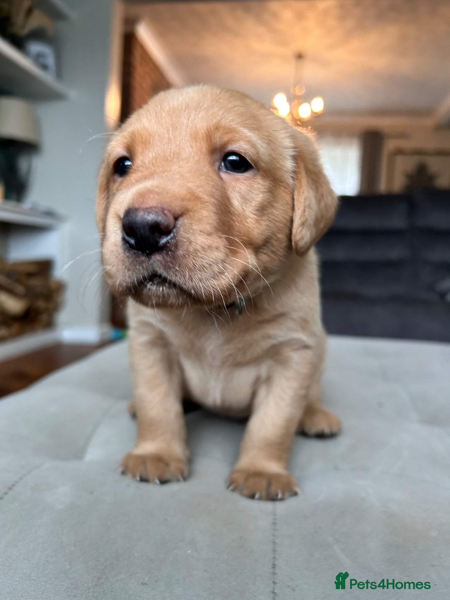 Labrador Retriever dogs for sale: KC Registered Rex Fox Labrador Puppies in Brecon - Advert 9
