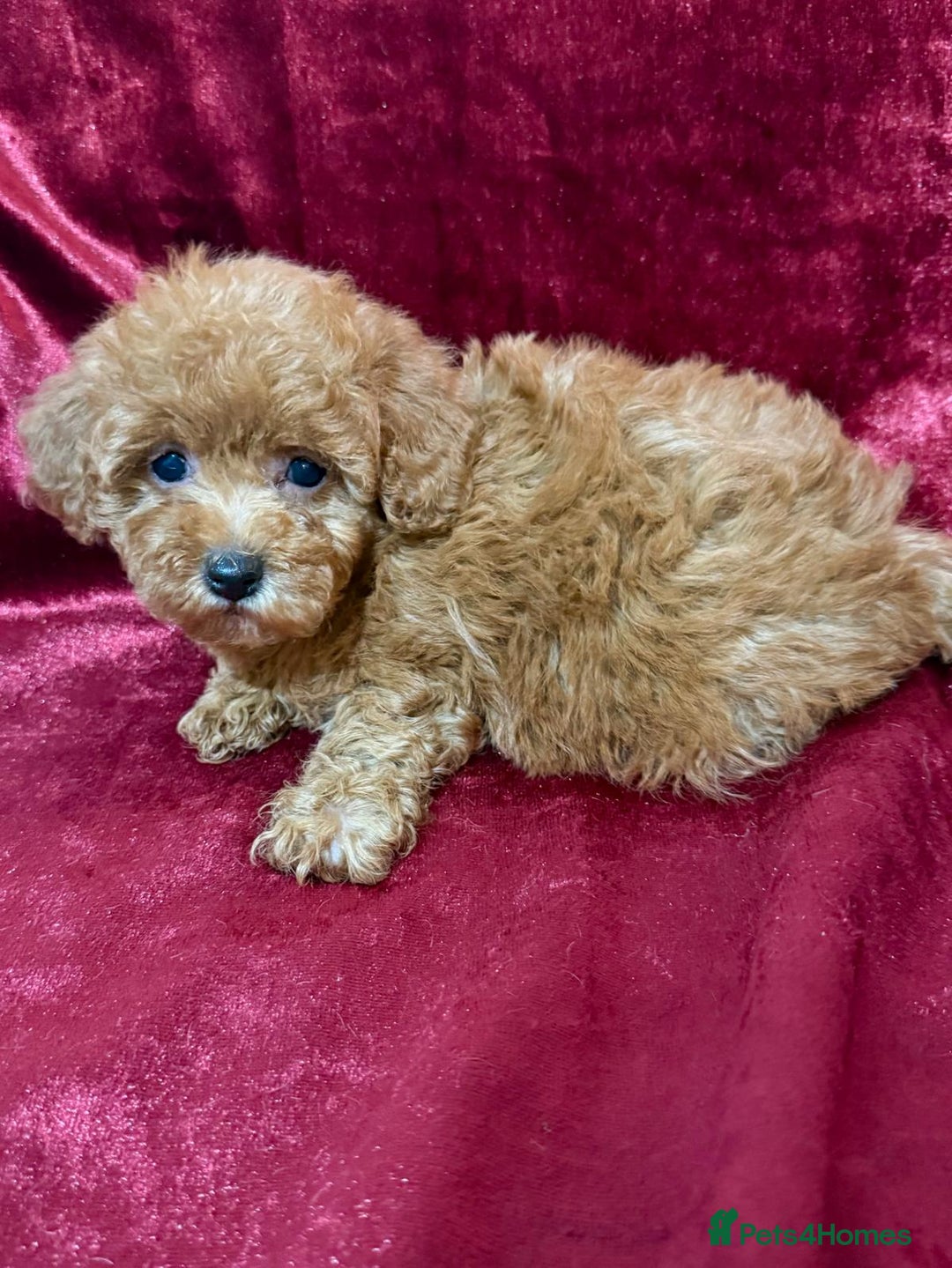 Maltipoo dogs for sale: READY TO LEAVE!! BEAUTIFUL LITTER OF F1B MALTIPOOS - Advert 10