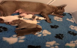 French Bulldog dogs for sale: 1 BOY LEFT KC  - Image 10