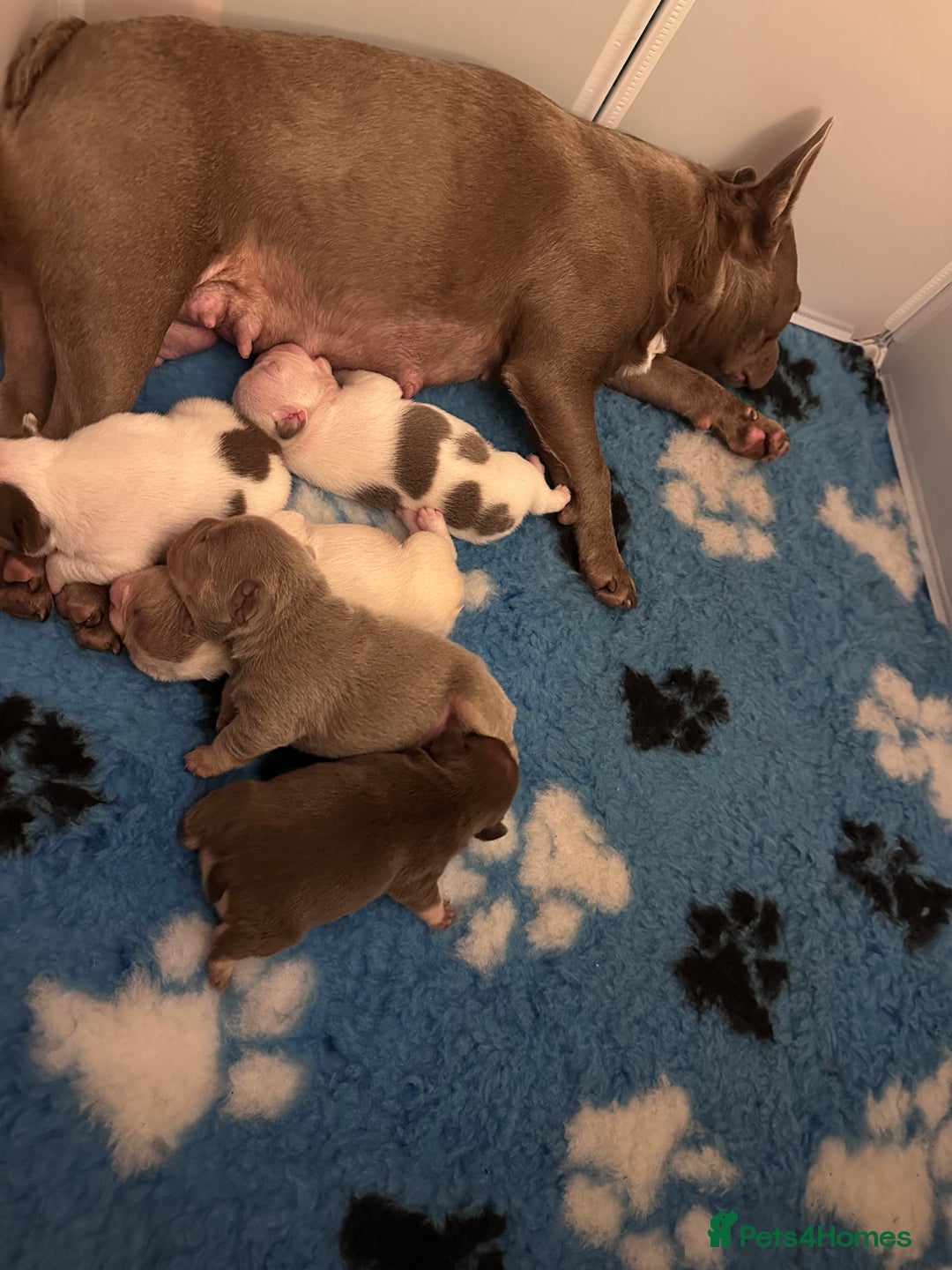 French Bulldog dogs for sale: 1 BOY LEFT KC  - Image 10