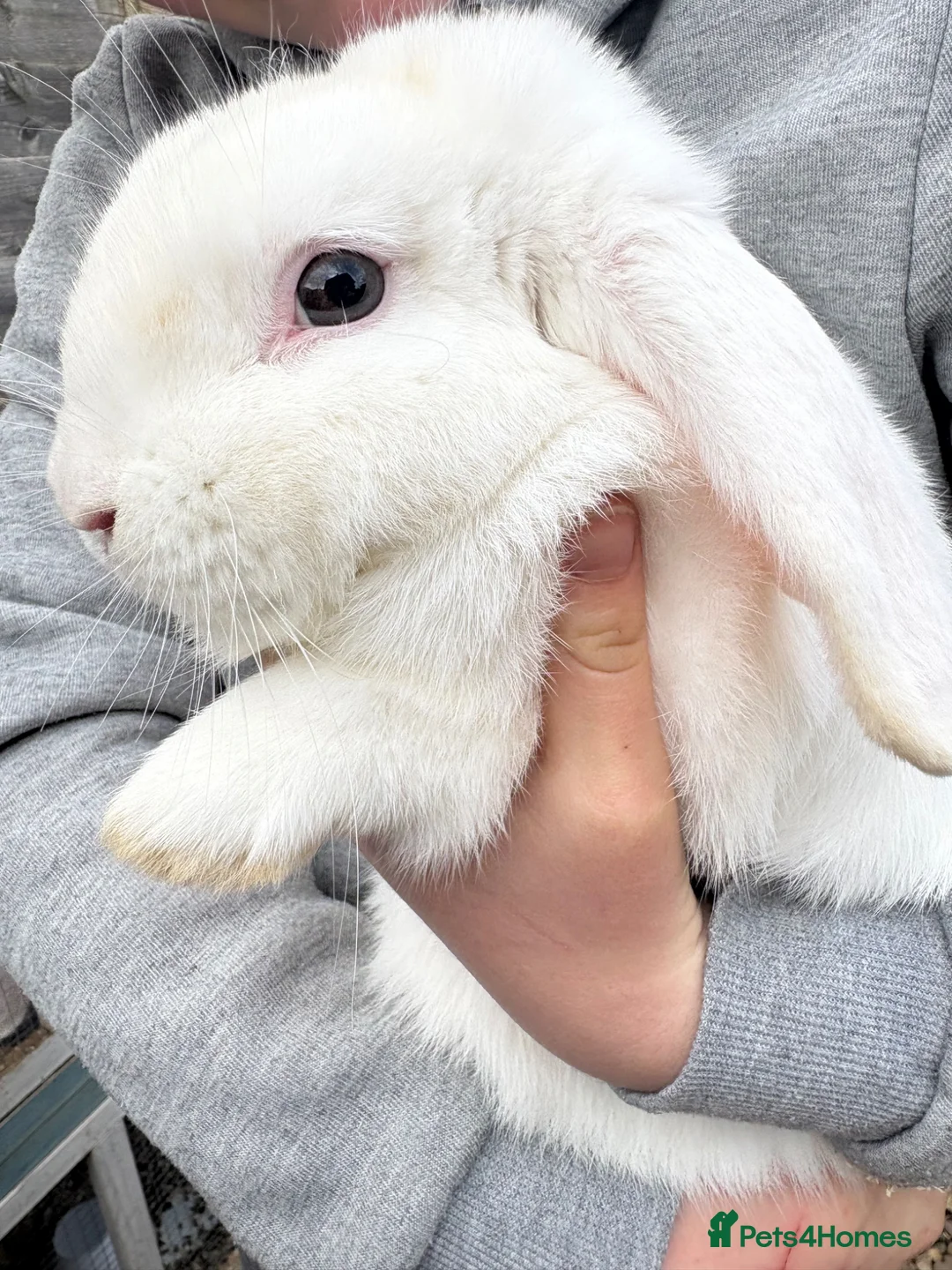 Mini Lop rabbits for sale: Mini lop buck - Advert 1