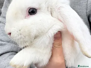 Mini Lop rabbits Mini lop buck - Advert 5