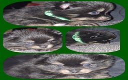 Pomeranian dogs for sale: Beautiful Pomeranians - Image 8