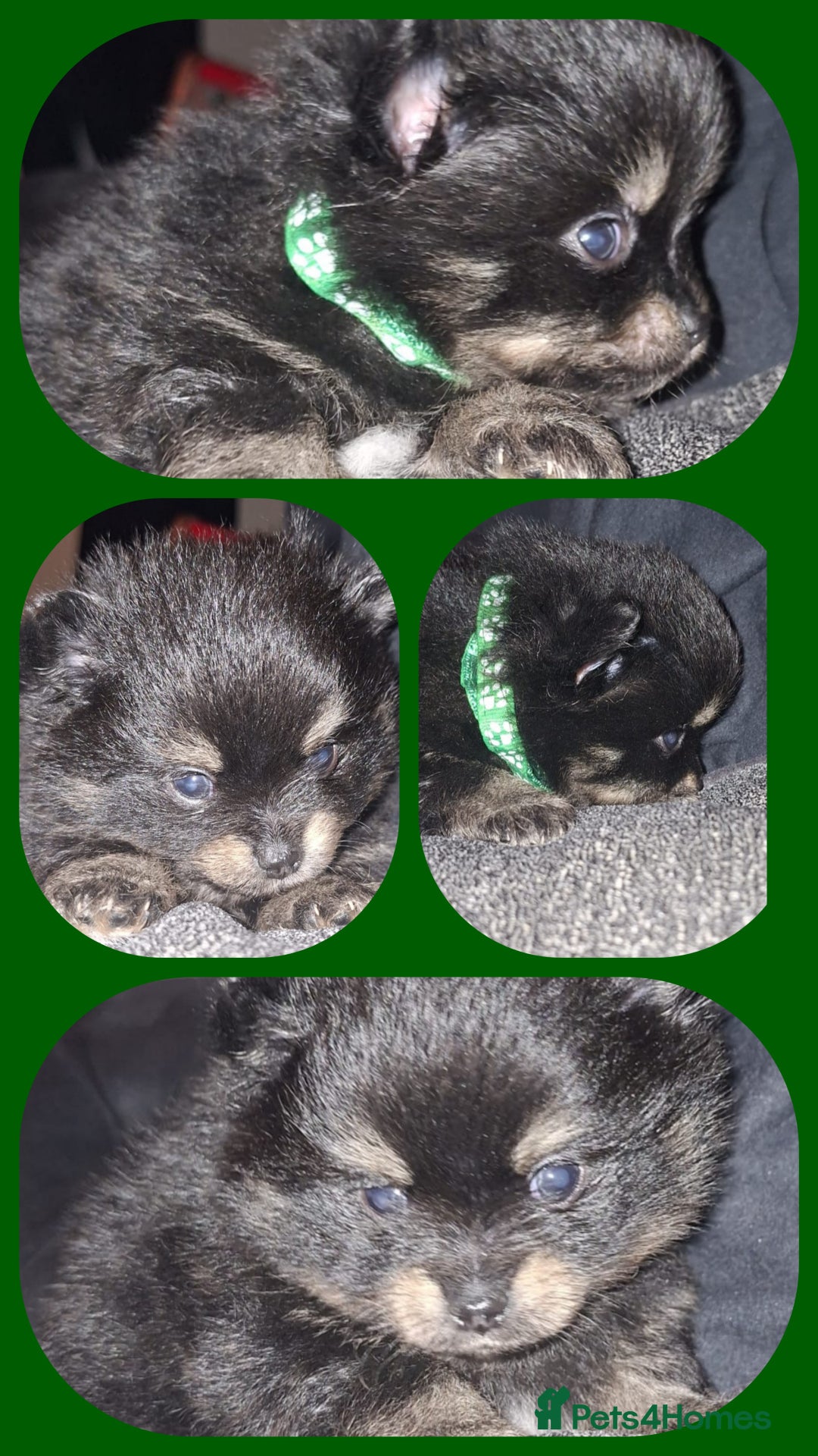 Pomeranian dogs for sale: Beautiful Pomeranians - Image 8