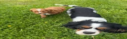Cavapoo dogs for sale: Toy Cavapoo Puppies - Advert 8