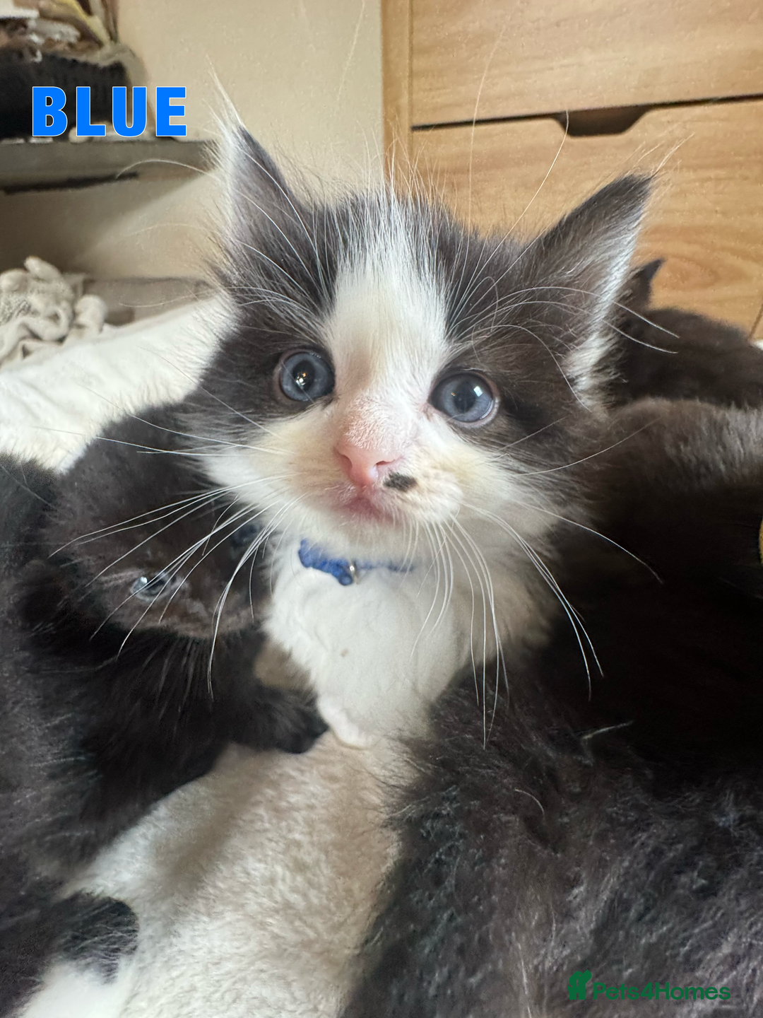 Ragdoll cats for sale: Ragdoll X kittens - Image 8
