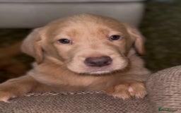 Labrador Retriever dogs for sale: Stunning Labrador Puppy's ( 4 girls, 3 boys ) - Image 26