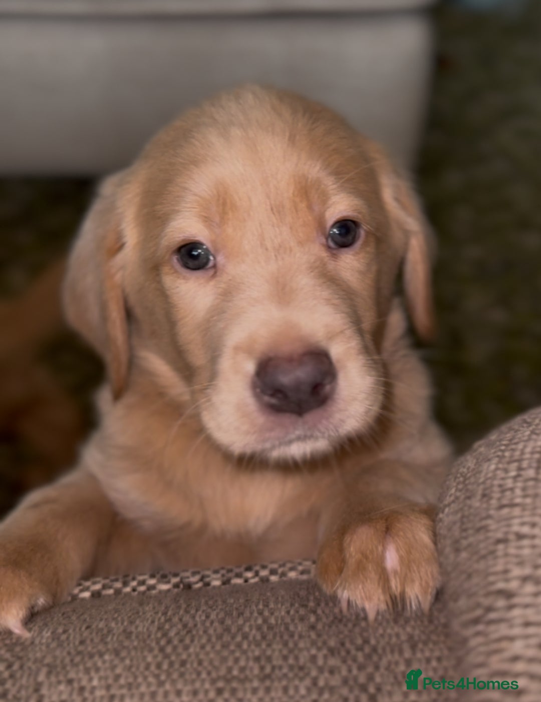 Labrador Retriever dogs for sale: Stunning Labrador Puppy's ( 4 girls, 3 boys ) - Image 26