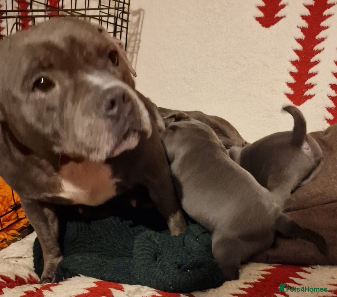 Staffordshire Bull Terrier dogs for sale: Stunning KC Reg 5 gens Blue Staffies - Advert 12