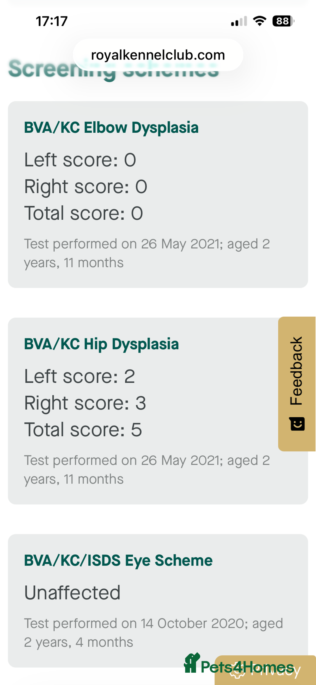 Labrador Retriever dogs for sale: Labrador Puppies - Advert 8