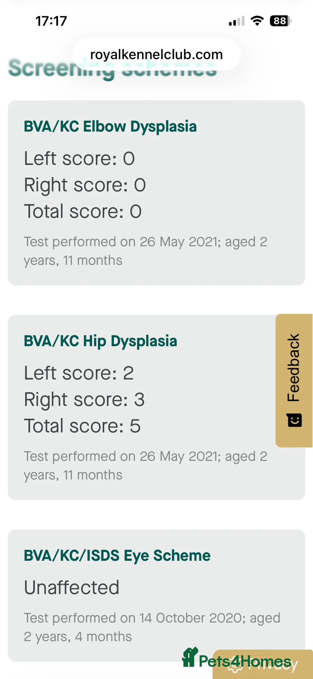 Labrador Retriever dogs for sale: Labrador Puppies - Advert 8