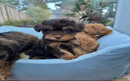 Schnoodle dogs for sale: Schnoodle puppies  - Advert 3
