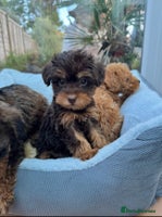 Schnoodle dogs Schnoodle puppies - Advert 4