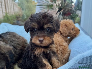 Schnoodle dogs Schnoodle puppies - Advert 1