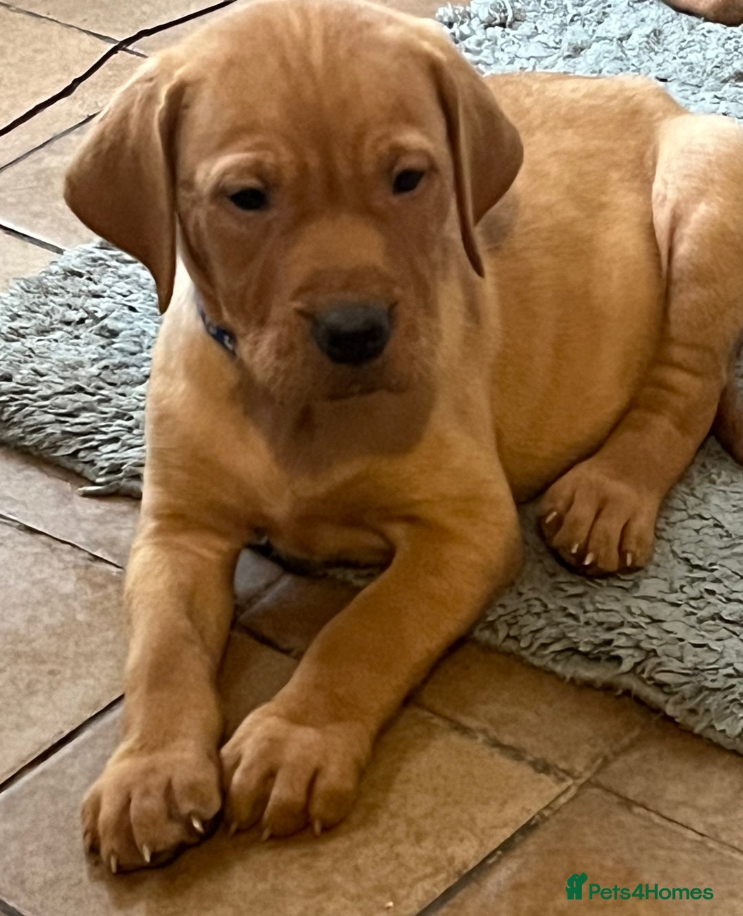 Mixed Breed dogs for sale: HUNGARIAN VIZSLA x FOX RED LABRADOR  - Advert 25