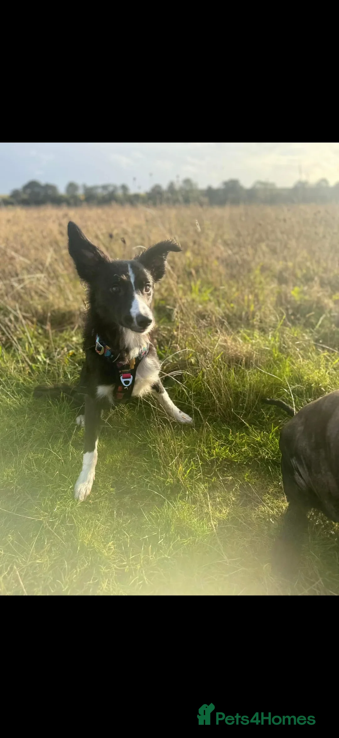 Border Collie dogs for sale: Willow the collie - Advert 2