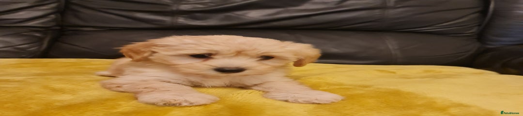 Maltipoo Puppy 1