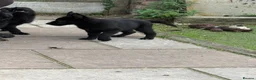 German Shepherd dogs for sale: Mr Andrew Howard  - Advert 17