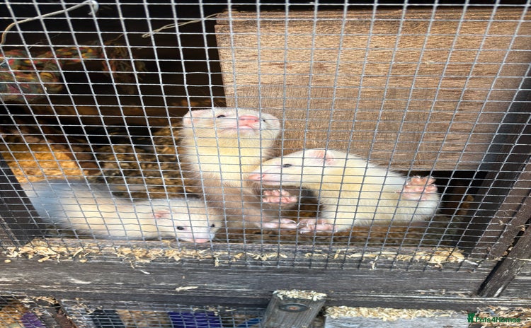 Ferret rodents - Advert 4