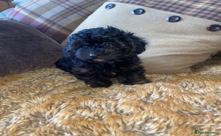 Yorkiepoo dogs - Advert 1