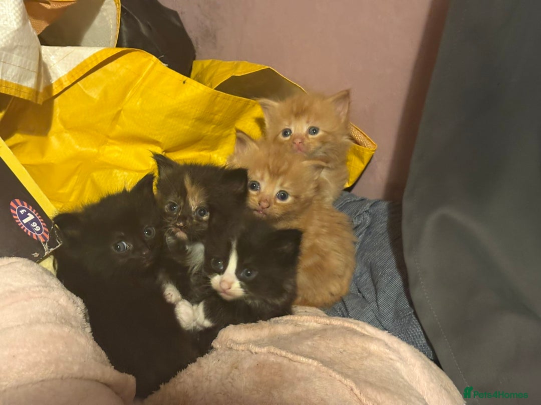 British Shorthair cats for sale: 2 kittens for sale  - Advert 1