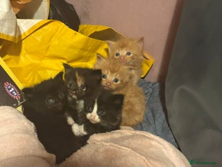 British Shorthair cats 2 kittens for sale - Advert 1