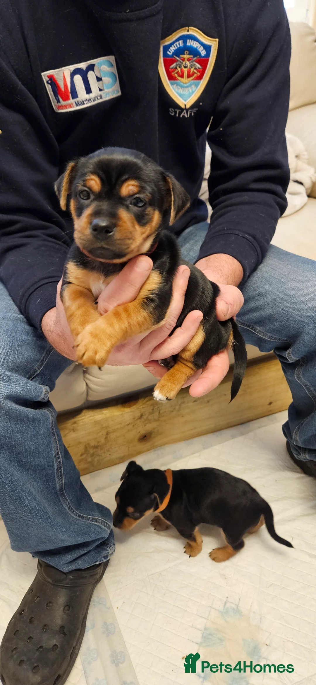 Jack Russell dogs for sale: Gorgeous Jack Russell pups ready to reserve - Advert 17