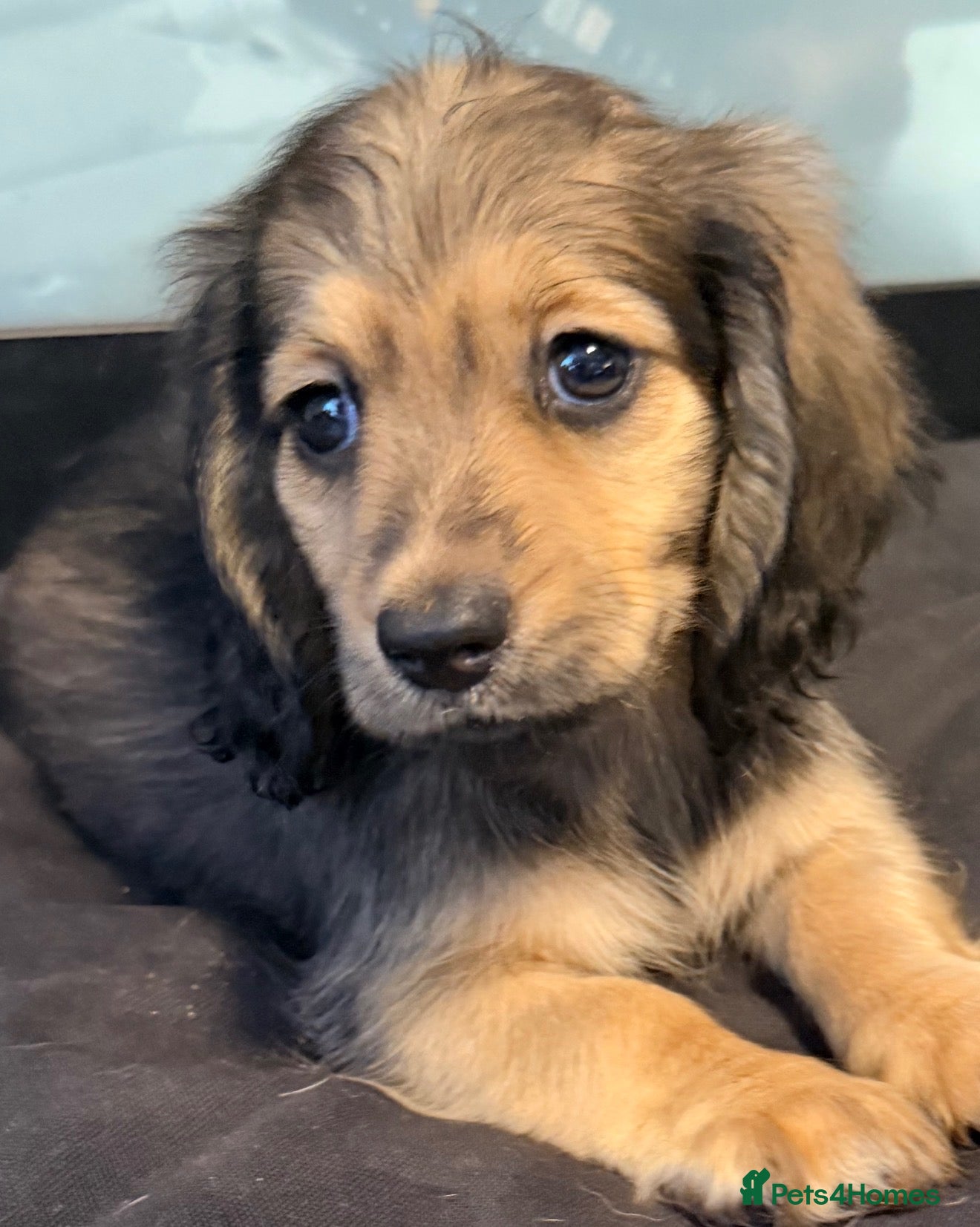 Miniature Dachshund dogs Shaded cream tiny amazing dachshunds puppies - Advert 16