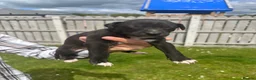 Lurcher dogs for sale: Wheaton collie bull greyhound! in Darlington - Advert 11