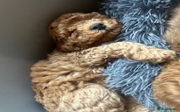 Miniature Poodle dogs for sale: Adorable Miniature Red Poodle Puppies - Image 4