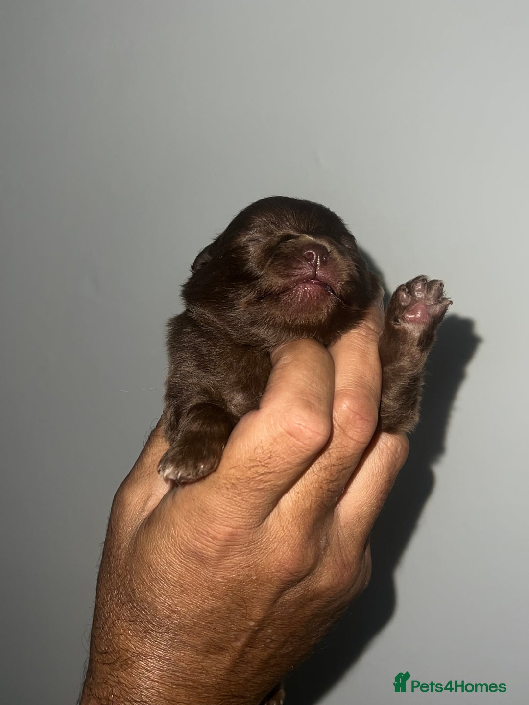 Pomeranian dogs for sale: Pomeranian puppy’s  - Image 15